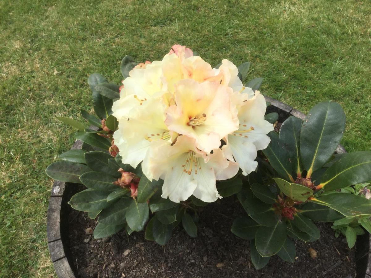 Le Jardin De Rose 24 Feuillebert Romagne 86700 Bed & Breakfast ภายนอก รูปภาพ